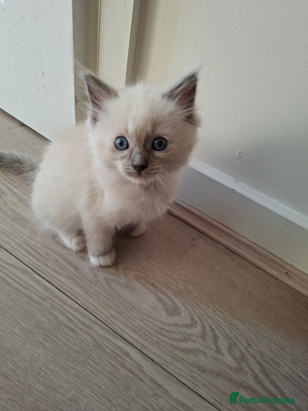 Ragdoll cats for sale: Stunning Ragdoll kittens  - Image 18