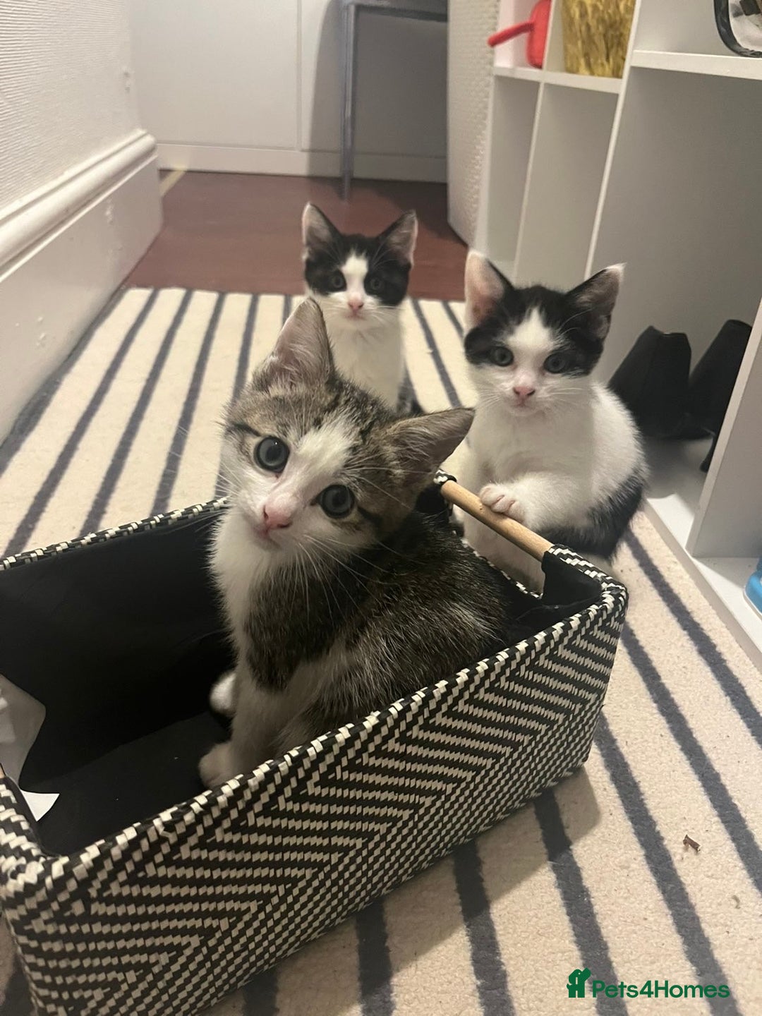 Mixed Breed cats for sale: Bengal mix kittens for sale - Advert 4