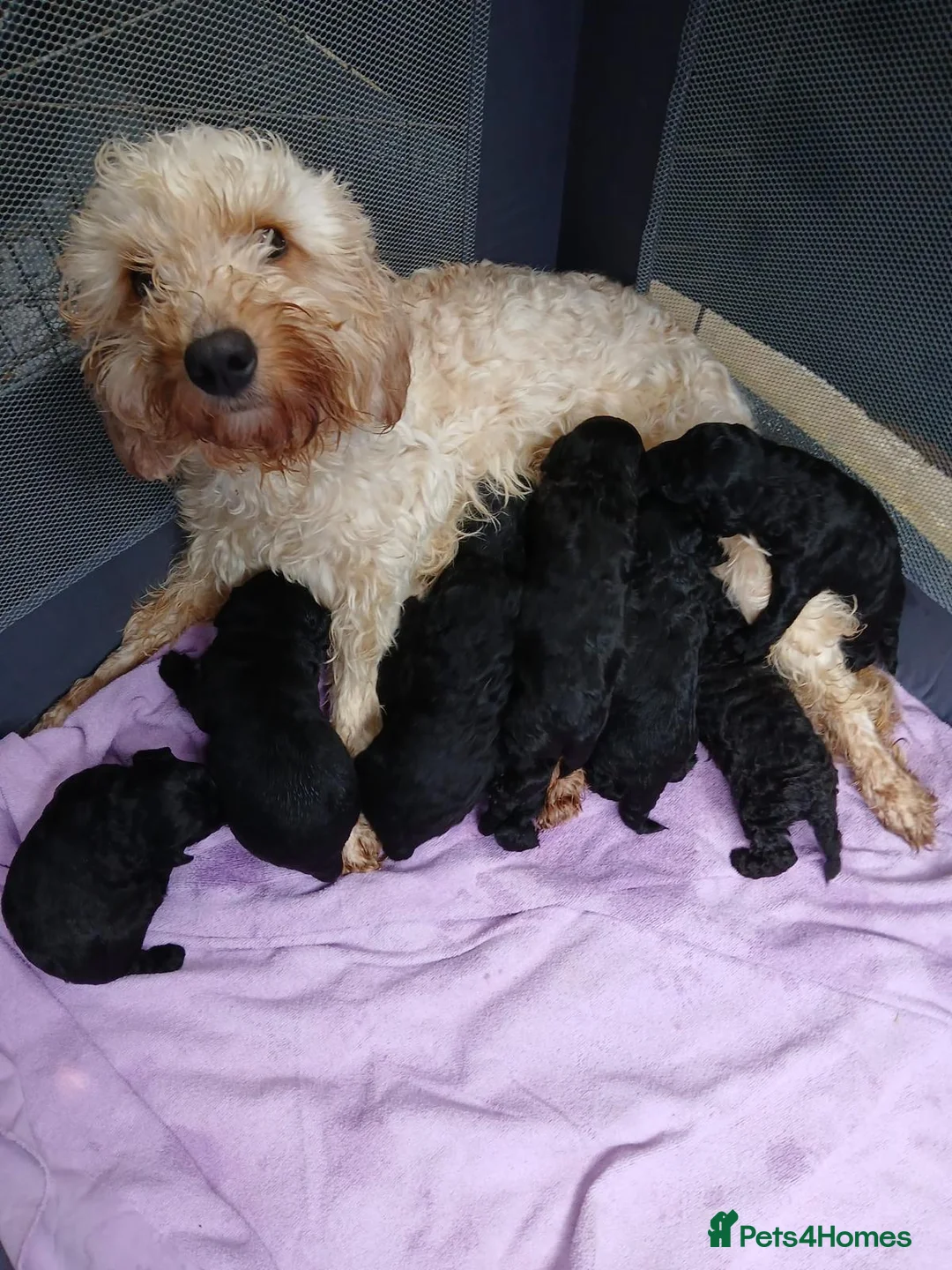 Cockapoo dogs for sale: Beautiful black cockapoo puppies for sale 💕 - Advert 11