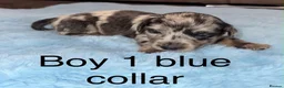Miniature Dachshund dogs for sale: Miniature dachshund puppies - Advert 16