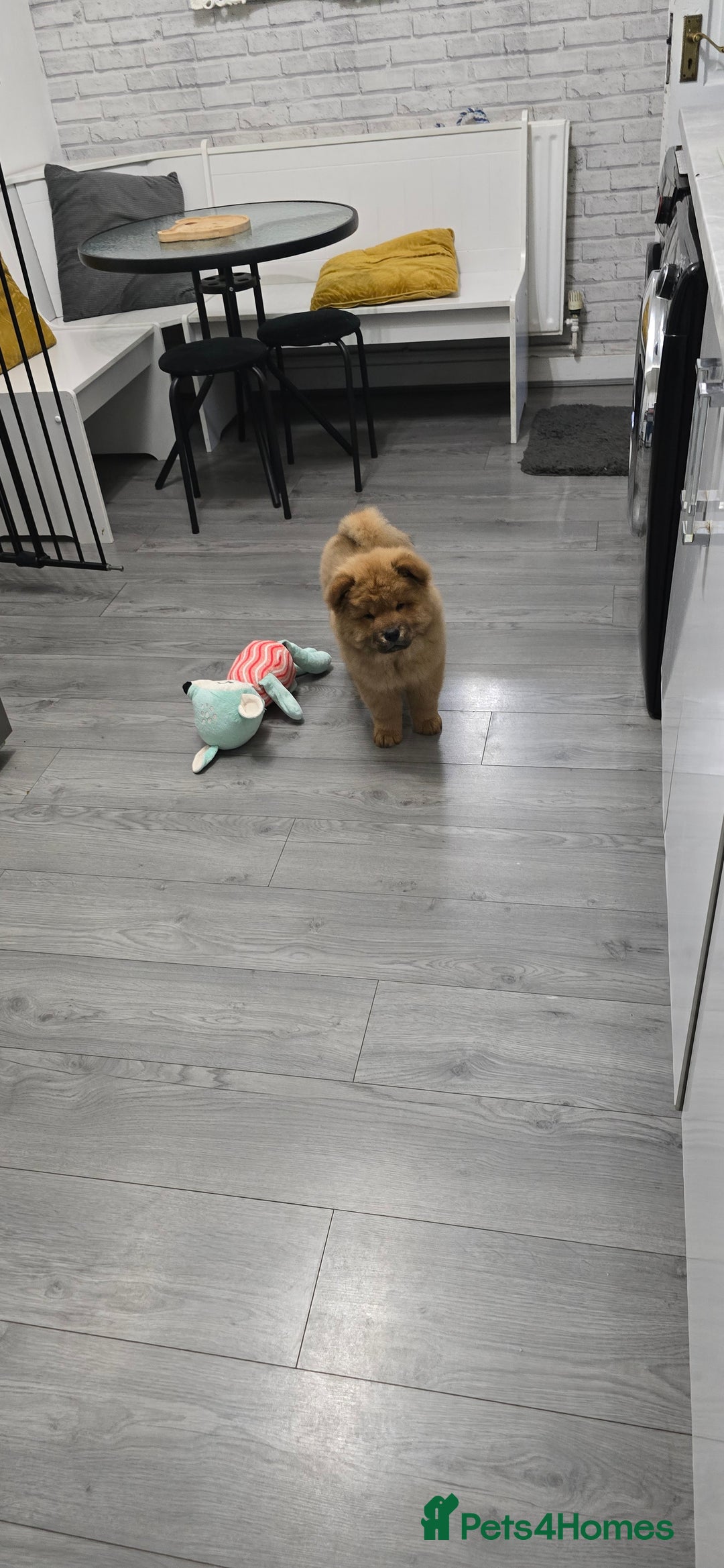 Chow Chow dogs for sale: QUALITY KC CHOWCHOW PUPPIES  in Wolverhampton - Image 13