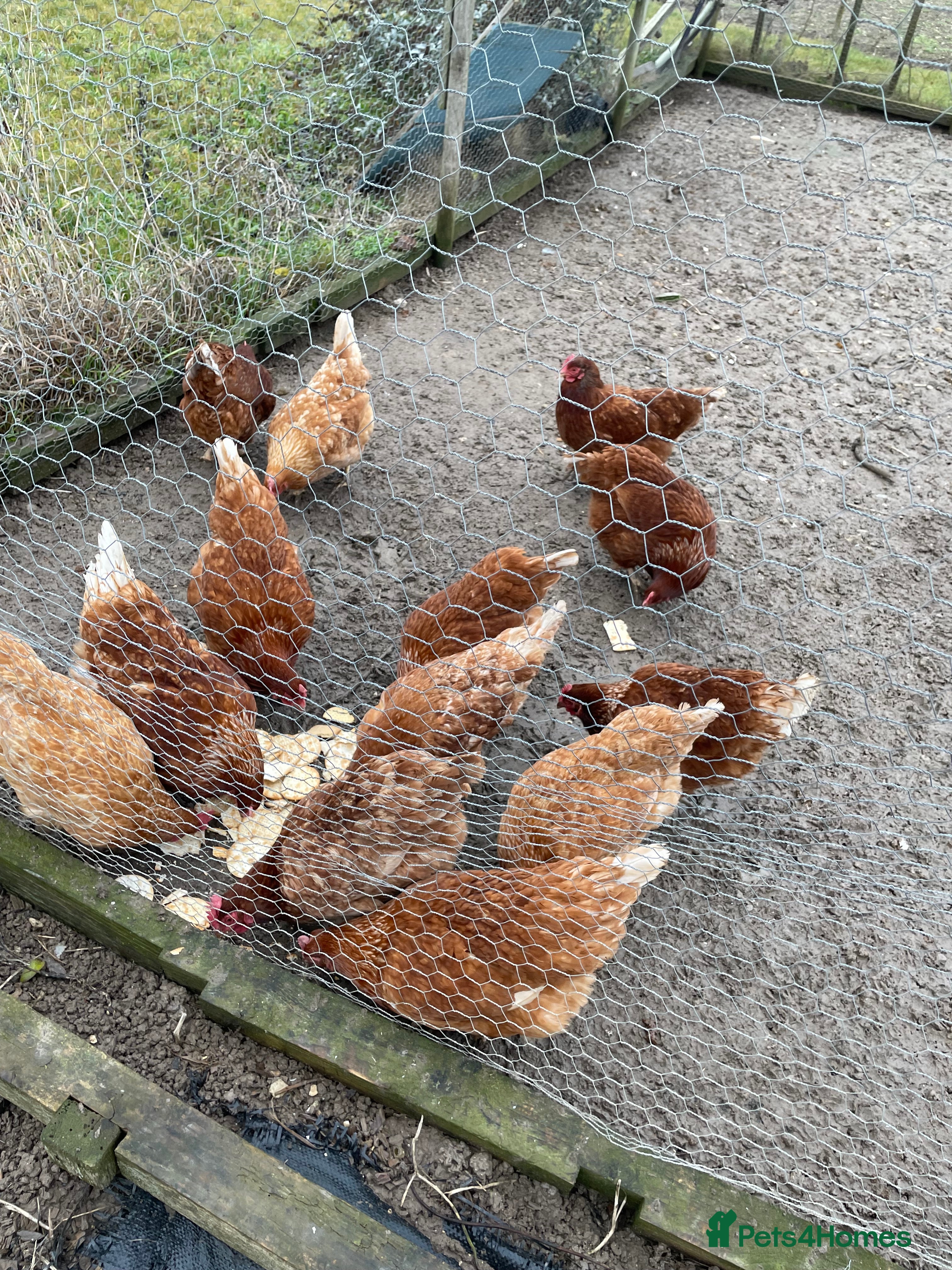 Chickens poultry 13 brown hens  - Advert 1