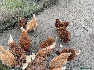 Chickens poultry 13 brown hens - Advert 1