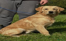 Golden Retriever dogs for sale: (Teddy) male golden retriever for sale - Image 5