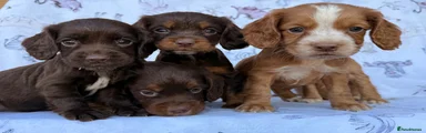 Cocker Spaniel 6