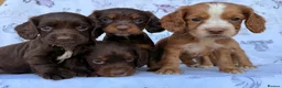 Cocker Spaniel dogs for sale: Working Type Cocker Spaniel puppies in Faringdon - Advert 6