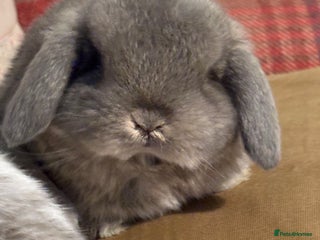 Mini Lop rabbits Raised indoors mini lop and lion lops/vaccinated - Advert 5