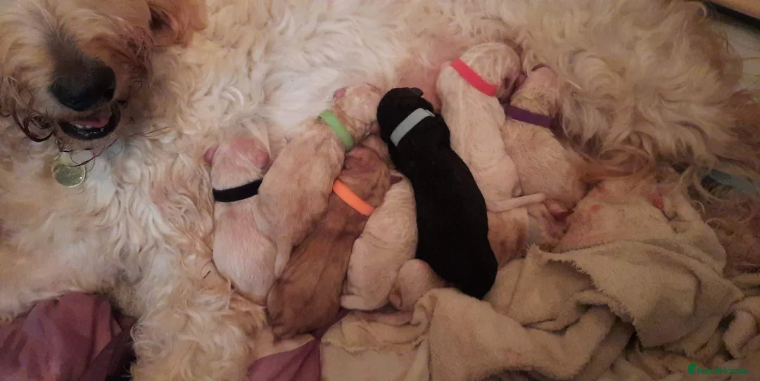 Standard Poodle dogs for stud: Champion Proven Gentle Poodle Available for Stud in Swindon - Advert 7