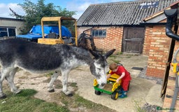 Donkey livestock for sale: Dolly and Moose, lovely Jenny donkeys - Image 10