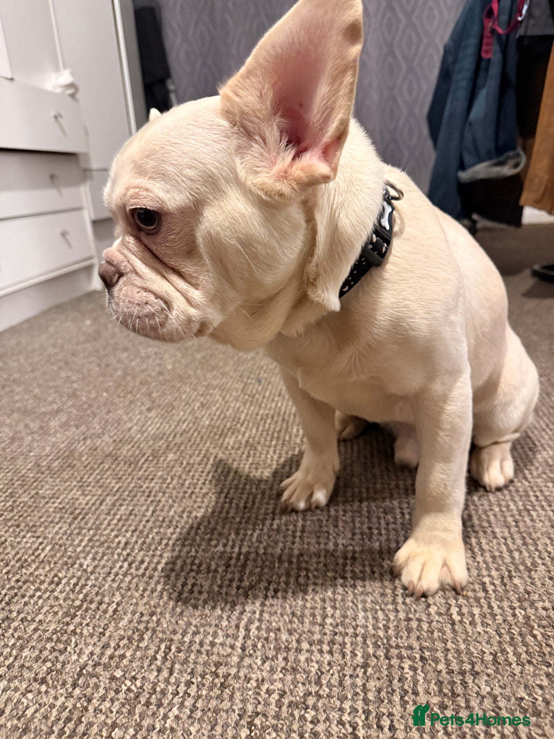 French Bulldog dogs for sale: Pablo  - Advert 8