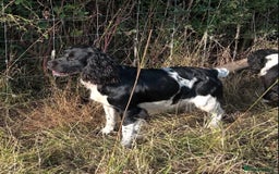 English Springer Spaniel dogs for sale: Springer Spaniel Puppies for sale  - Image 18