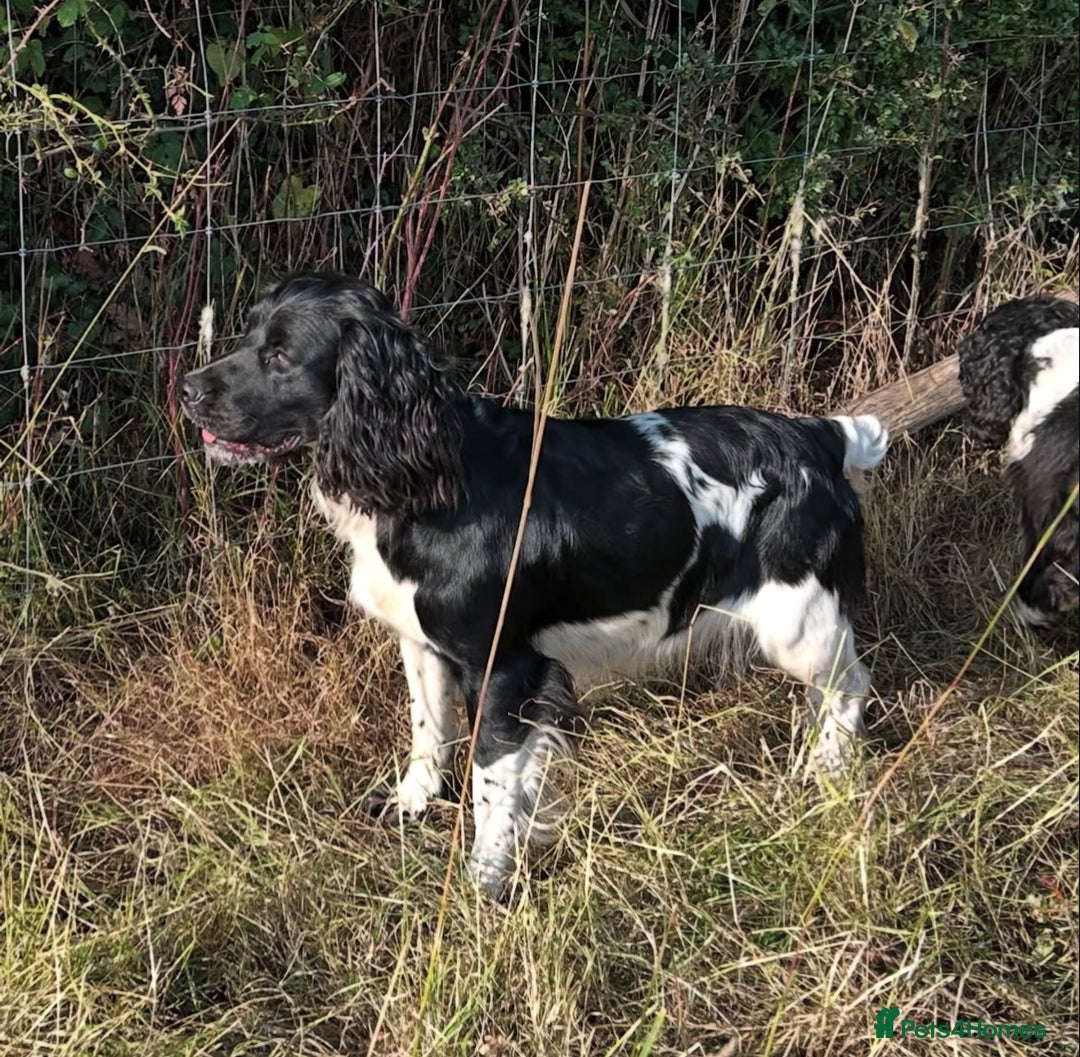 English Springer Spaniel dogs for sale: Springer Spaniel Puppies for sale  - Image 18