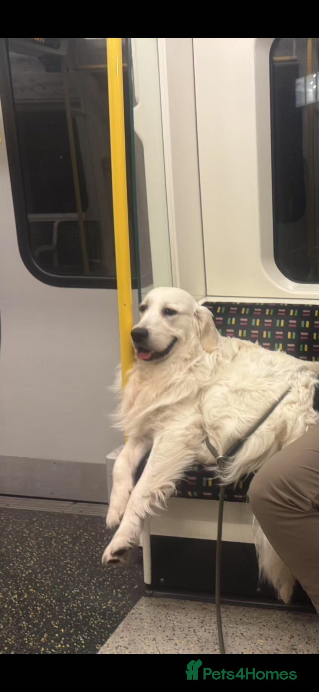 Golden Retriever dogs for stud: Looking for a Female Golden Retriever 🐾 - Image 4