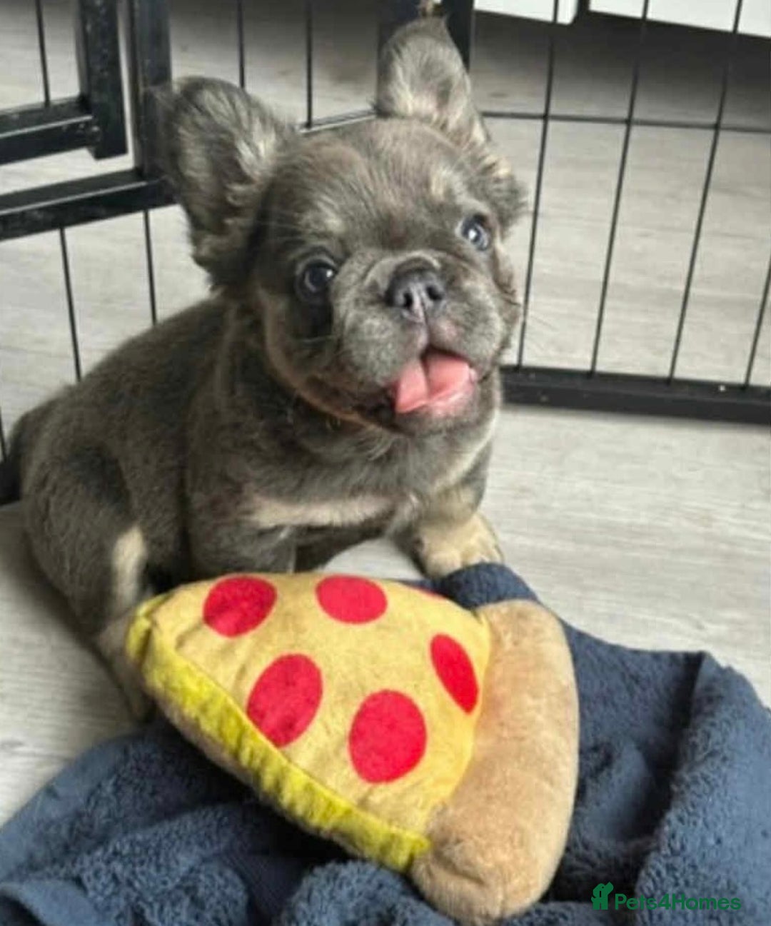 French Bulldog dogs for sale: Fluffy frenchbulldog  - Advert 8