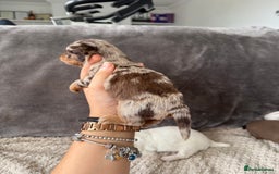 Chihuahua dogs for sale: Long hair chihuahua puppies  - Image 24
