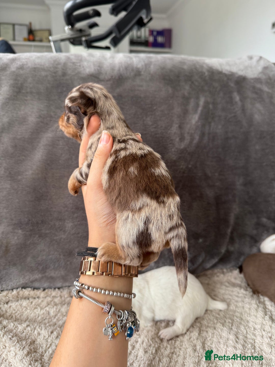Chihuahua dogs for sale: Long hair chihuahua puppies  - Image 24