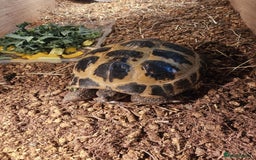 Tortoise reptiles for sale: Tortoise Hermann  - Image 5