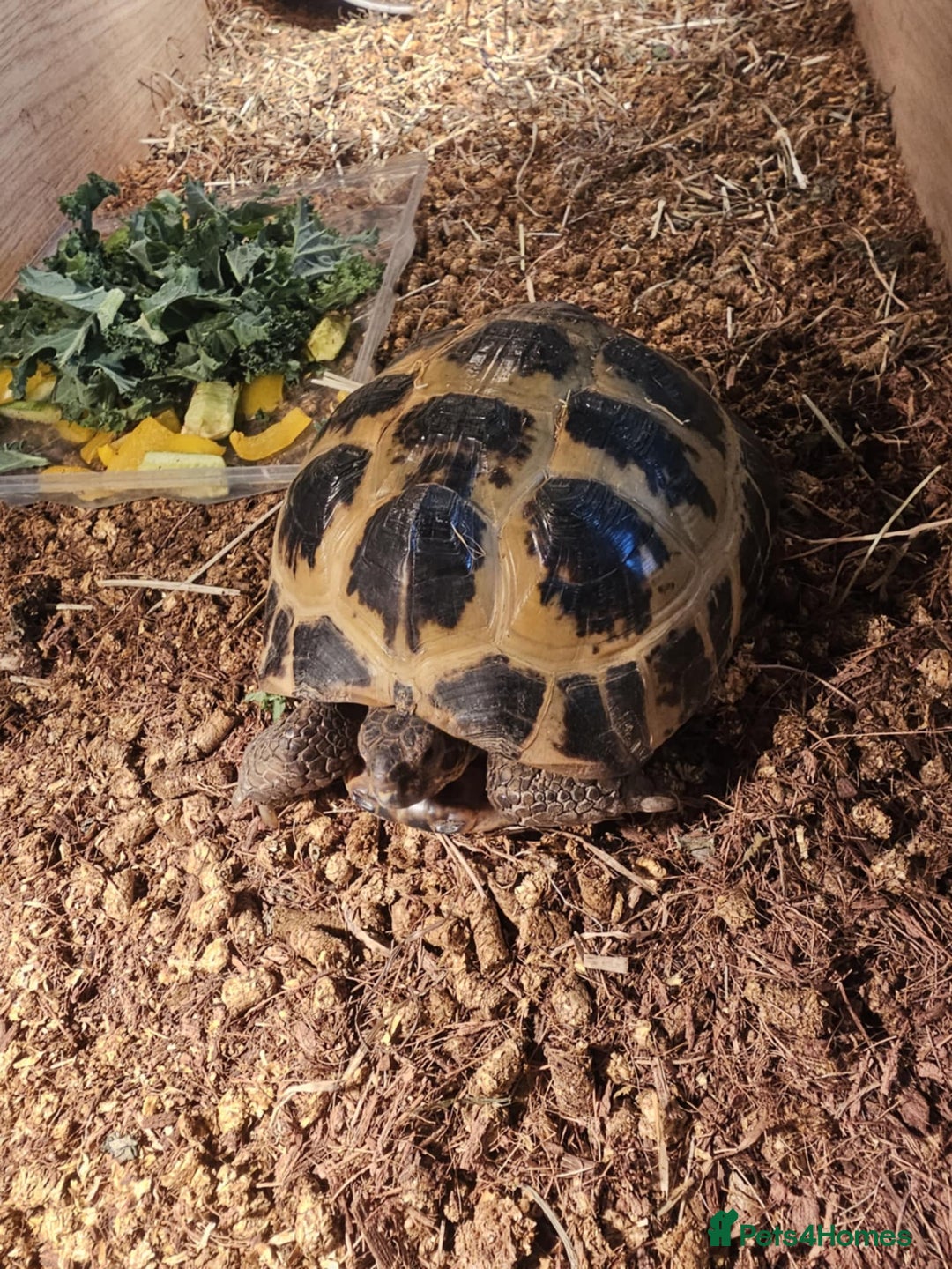 Tortoise reptiles for sale: Tortoise Hermann  - Image 5