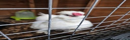 Chickens poultry for sale: Free. White bearded cockerel needing new home - Advert 1