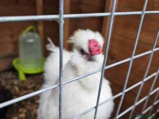 Chickens poultry Free. White bearded cockerel needing new home - Advert 1