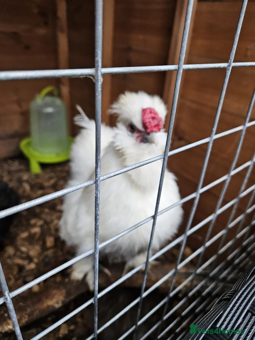 Chickens poultry for sale: Free. White bearded cockerel needing new home - Advert 1