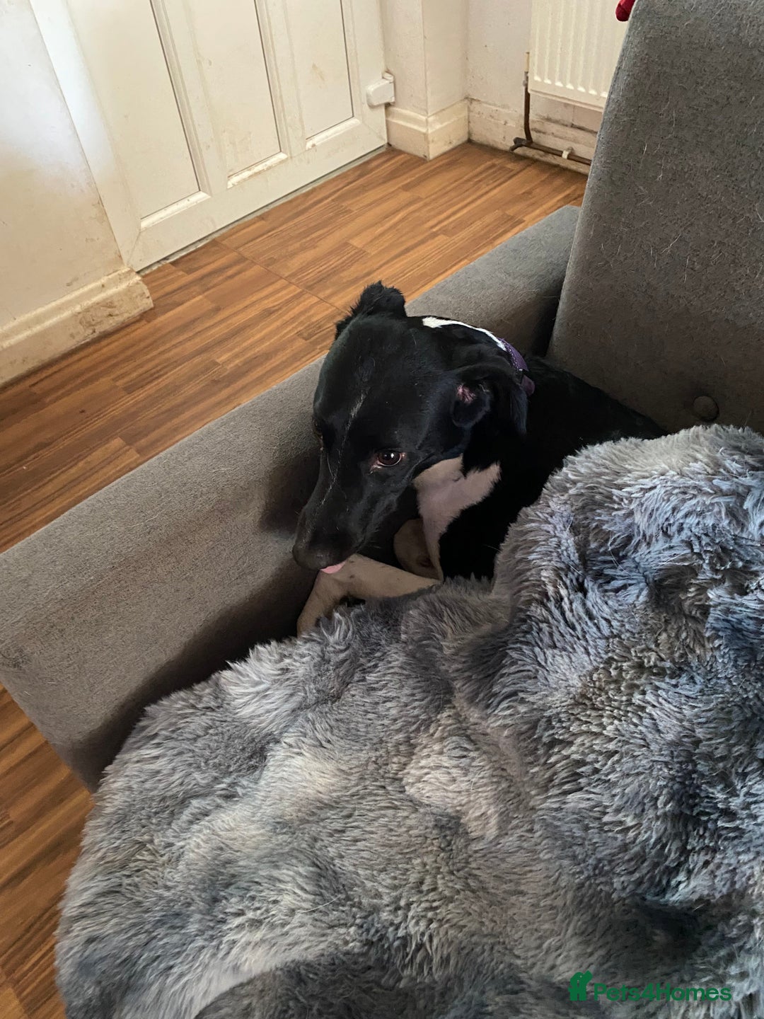 Mixed Breed dogs for sale: Loving home - Image 2