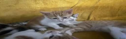 Mixed Breed cats for sale: GORGEOUS KITTENS  - Advert 15