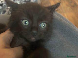 Ragcoon cats Ragdoll cross - Advert 2