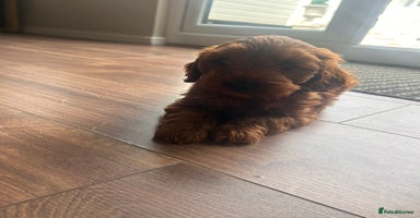 Cockapoo dogs - Advert 4