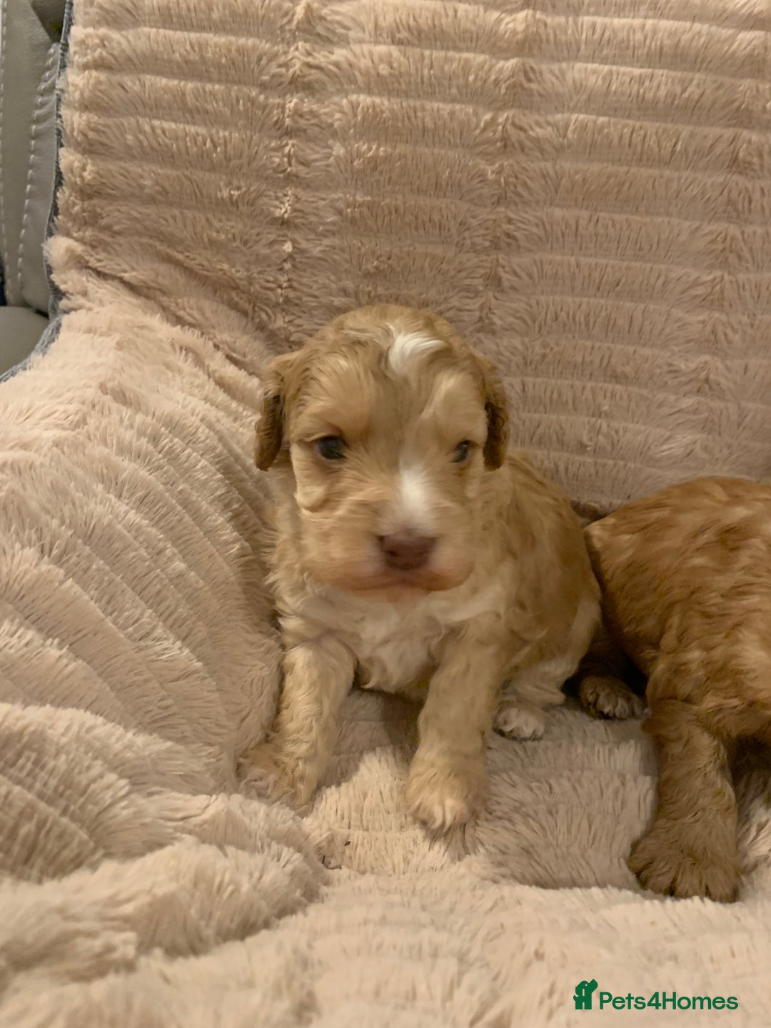 Cockapoo dogs for sale: F1 show type Cockapoo. Health tested parents - Advert 3