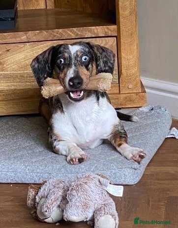 Mixed Breed dogs 🐾Meet NORMAN 🐾 - a Lovely Boy for a Loving Home  - Advert 17