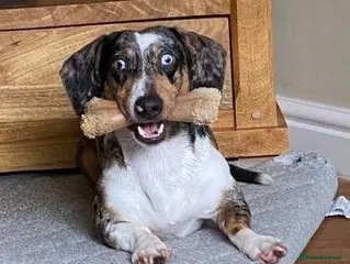 Mixed Breed dogs 🐾Meet NORMAN 🐾 - a Lovely Boy for a Loving Home - Advert 17