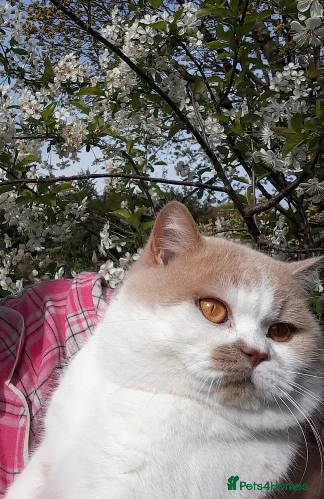 British Shorthair cats for stud: GCCF/TICA proven cream and white bicolour stud  in London - Advert 7