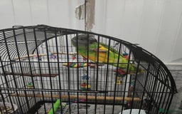 Budgerigars birds for sale: Tame Senegal parrot! With Full Set Up! - Image 2