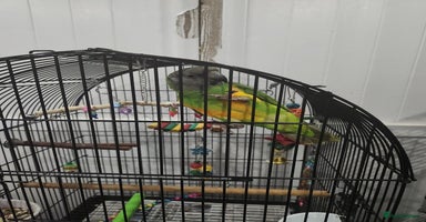 Budgerigars birds - Advert 8