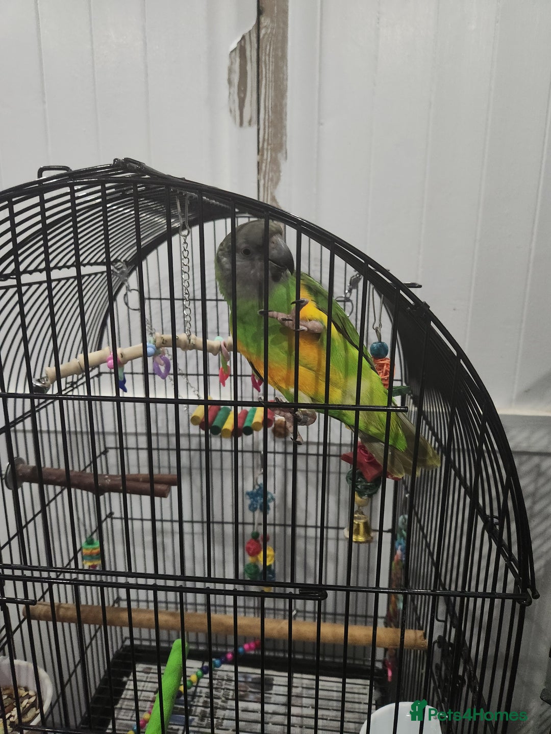 Budgerigars birds for sale: Tame Senegal parrot! With Full Set Up! - Image 2