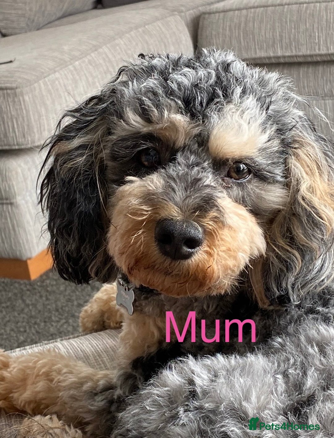 Cavapoo dogs for sale: Stunning Merle toy f1b Cavapoo puppies - Advert 21