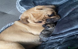 Pug dogs for sale: Pedigree pug puppies  - Image 1