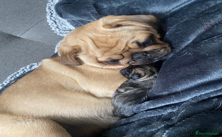 Pug dogs - Advert 13