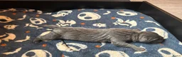 Cane Corso dogs for sale: SILVER BRINDLE pure bread Cane Corso pups  - Advert 14