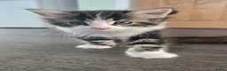 Mixed Breed cats for sale: Stunning Ragdoll Cross Kittens 4 Girls & 2 Boys  - Advert 11