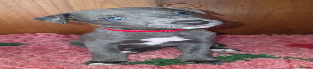 Whippet cross puppy 1