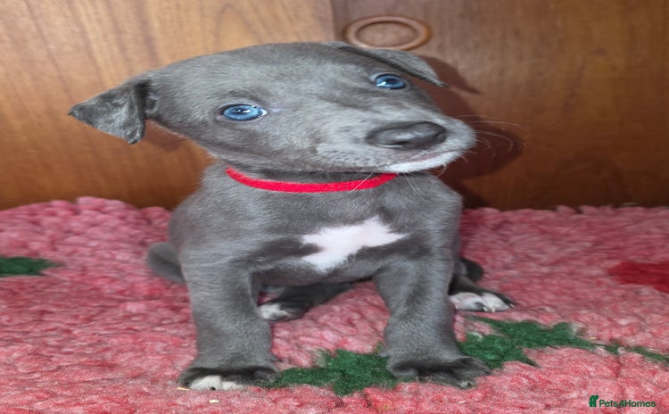 Mixed Breed dogs - Advert 1