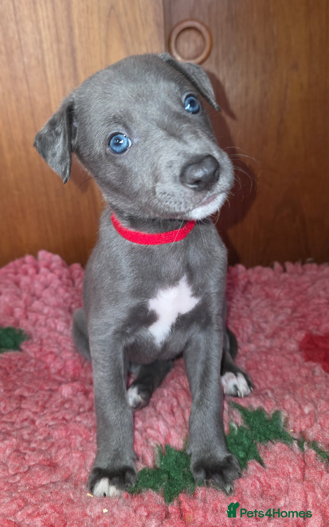 Mixed Breed dogs for sale: Whippet cross puppies - Image 1
