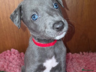 Mixed Breed dogs for sale - Advert 1