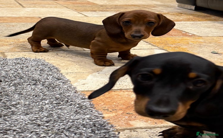 Miniature Dachshund dogs - Advert 7