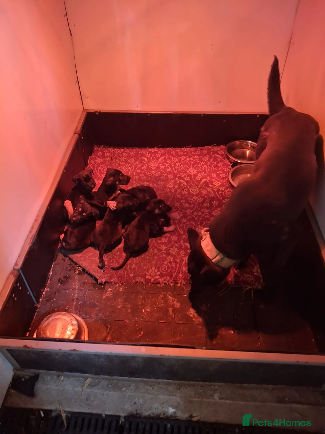 German Shepherd dogs for sale: EXCELLENT SHEPHERD PUPPIES  - Advert 2