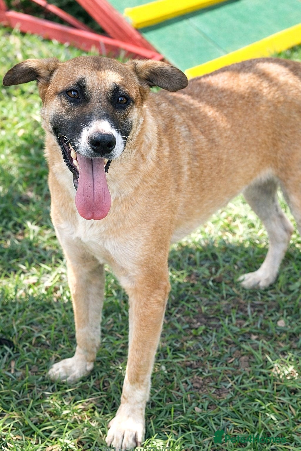 Mixed Breed dogs 🐾 Cody – a gentle soul with a heart of gold 🐾 - Advert 2