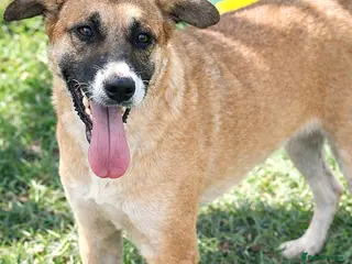 Mixed Breed dogs 🐾 Cody – a gentle soul with a heart of gold 🐾 - Advert 2