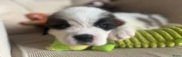 Saint Bernard dogs for sale: Kc registered Saint Bernard pups  - Advert 12